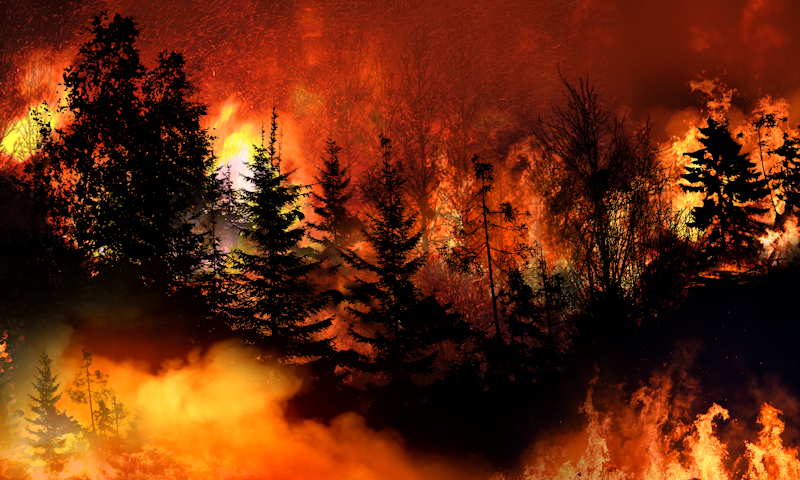 Burning Trees