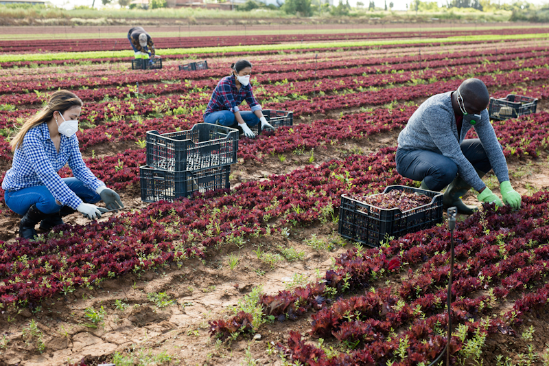 Workers in field wearing masks